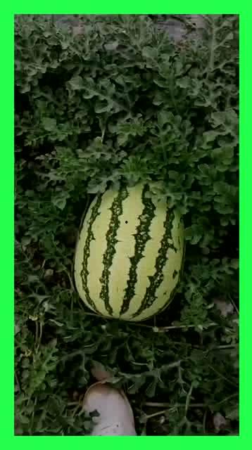 日常吃瓜基地,揭秘娱乐圈幕后真相