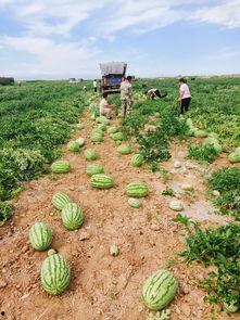 日常吃瓜基地,揭秘娱乐圈幕后真相