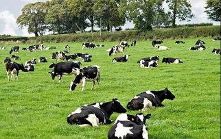 吃瓜奶牛君,揭秘娱乐圈背后的那些事儿