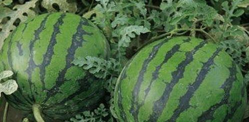 吃瓜就得这样吃,解锁正确吃瓜姿势，畅享夏日清凉