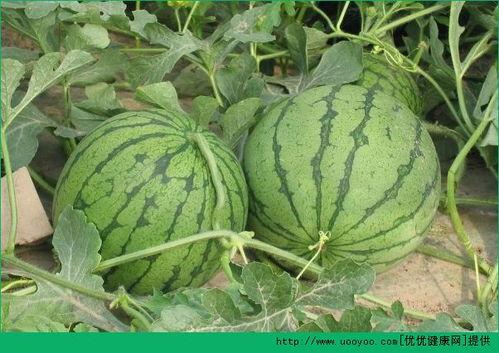 夏天吃小瓜好吗,小瓜美食推荐