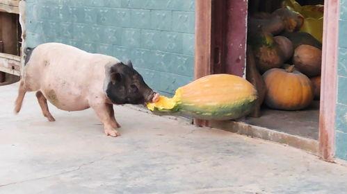 不会吃瓜的猪,为何猪不会吃瓜，探寻动物饮食之谜
