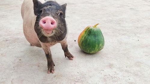 不会吃瓜的猪,为何猪不会吃瓜，探寻动物饮食之谜