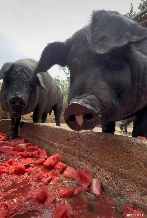 不会吃瓜的猪,为何猪不会吃瓜，探寻动物饮食之谜