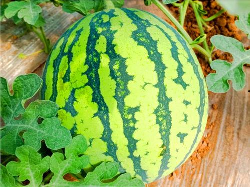 严格吃瓜,严格吃瓜，真相大白