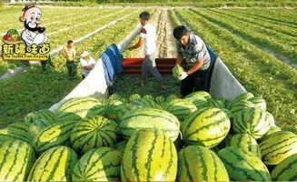 库尔勒最新吃瓜事件,一场全民参与的吃瓜盛宴