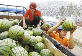 怎么防鸟吃瓜,巧用妙招守护丰收