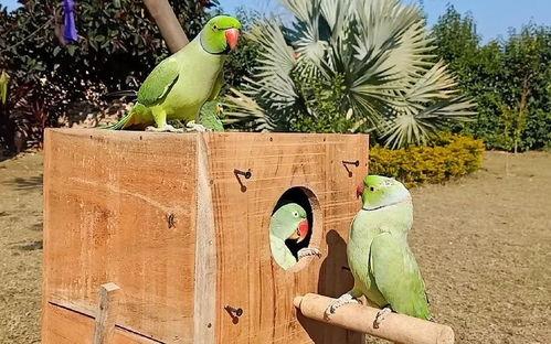 怎么防鸟吃瓜,巧用妙招守护丰收