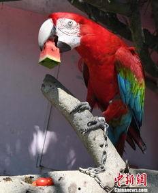 怎么防鸟吃瓜,巧用妙招守护丰收