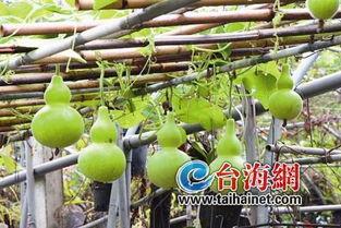 吃葫芦瓜要煮熟,解锁美味新境界