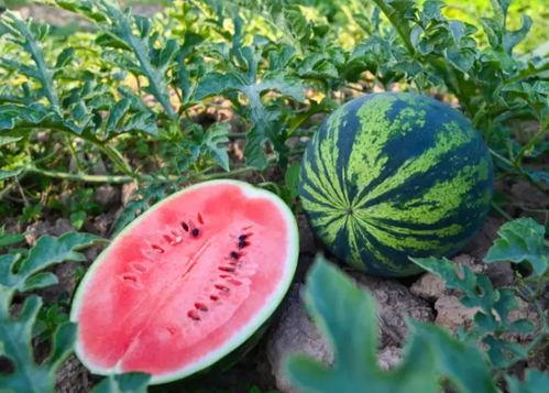 山东蒙阴吃瓜,山东蒙阴的夏日美食之旅