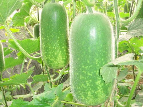 青悠吃瓜后续,幕后真相与惊人反转