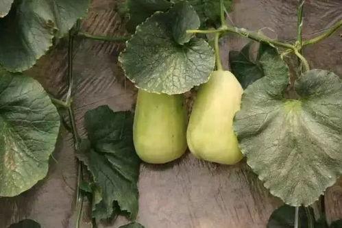 青州大瓜吃瓜,揭秘背后惊人真相，吃瓜群众热议不断