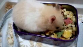 金丝熊吃蒲瓜,蒲瓜的甜蜜邂逅