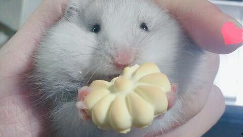 金丝熊吃蒲瓜,蒲瓜的甜蜜邂逅