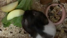 金丝熊吃蒲瓜,蒲瓜的甜蜜邂逅