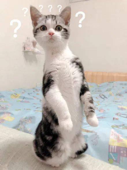 吃瓜的老猫,揭秘娱乐圈那些不为人知的幕后故事