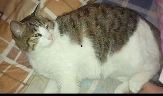 吃瓜的老猫,揭秘娱乐圈那些不为人知的幕后故事