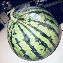 宜春教师吃瓜,揭秘背后真相与反思