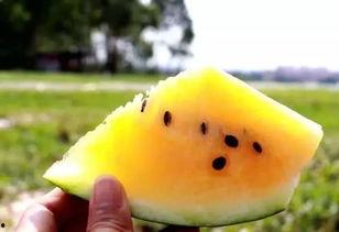 吃瓜黄泪,揭秘娱乐圈背后的泪与笑