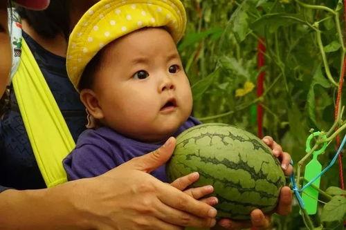 吃瓜黄泪,揭秘娱乐圈背后的泪与笑