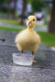 吃瓜的小黄鸭,揭秘娱乐圈幕后风云