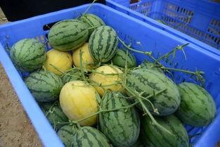 余七吃瓜群,揭秘娱乐圈幕后故事，带你领略明星真实一面