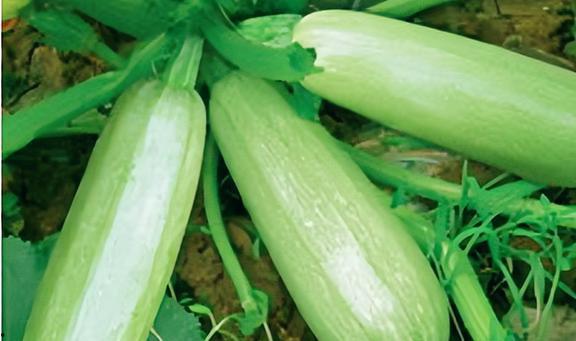 吃中药能吃白瓜吗