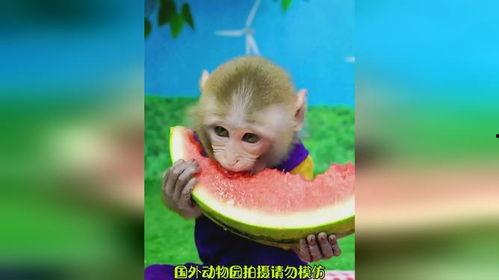 猴子吃瓜故事寓意,贪婪与智慧的寓言启示