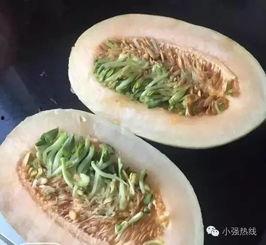 条条吃哈密瓜,探寻新疆甜蜜诱惑的味蕾之旅