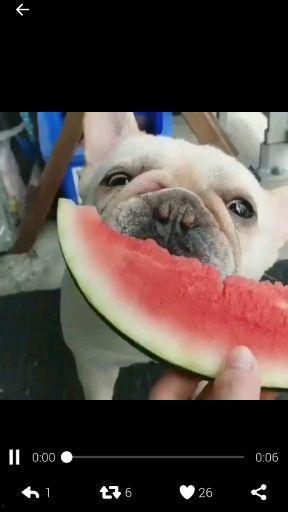 吃瓜聊天背景,吃瓜聊天背后的真相与八卦风云