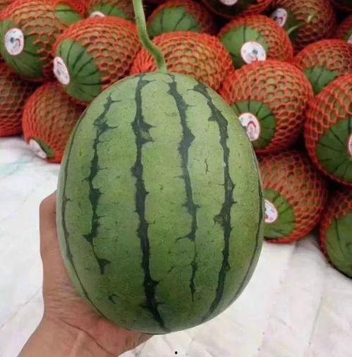 吃瓜聊天背景,吃瓜聊天背后的真相与八卦风云