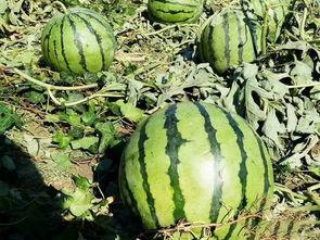 51热门吃瓜中心,揭秘娱乐圈最新热点事件