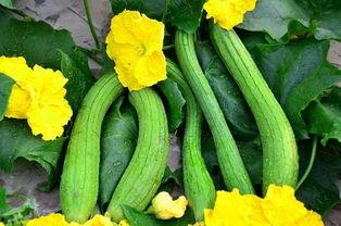 木春瓜怎么吃,解锁夏日清新美味