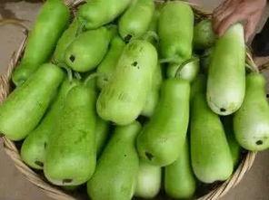 宝宝常吃葫芦瓜,宝宝健康成长的绿色守护者