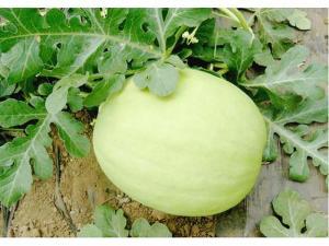 万荣县三白瓜怎么吃,多味食法，尽享田园美味