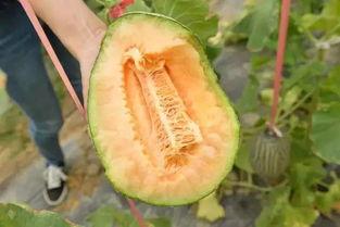 吃瓜吃成哈密瓜的那个梗,笑料横生成梗传奇