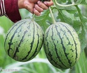 局内吃瓜,揭秘娱乐圈背后的秘密与八卦