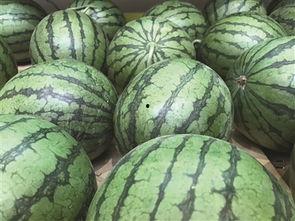 洋瓜头可以吃吗,揭秘其食用价值与食用方法