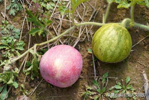 洋瓜头可以吃吗,揭秘其食用价值与食用方法