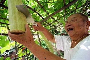 砍瓜怎么吃的,探索独特美味的多样吃法