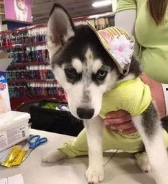 哈士奇吃小瓜头像,小瓜头像下的欢乐时光