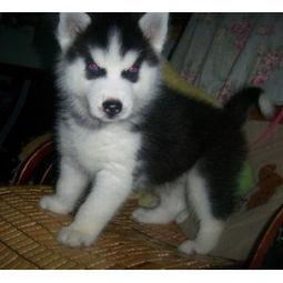 哈士奇吃小瓜头像,小瓜头像下的欢乐时光