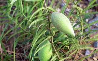 瓢瓜儿怎么吃,解锁美味新体验