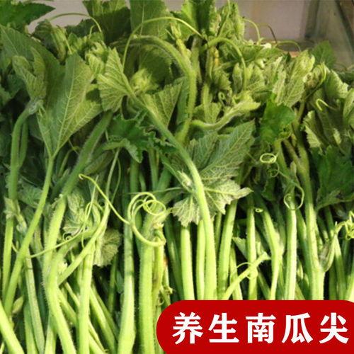 专吃瓜尖种子,揭秘专吃瓜尖的独特生命之旅