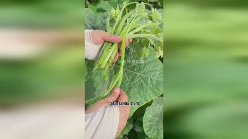 专吃瓜尖种子,揭秘专吃瓜尖的独特生命之旅