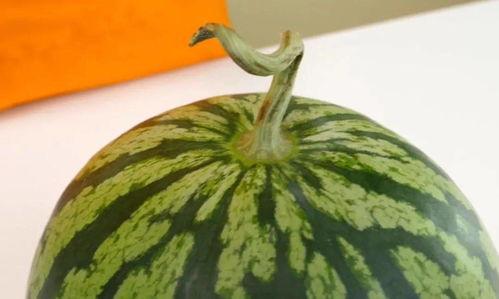 小绿吃瓜,揭秘瓜界那些事儿