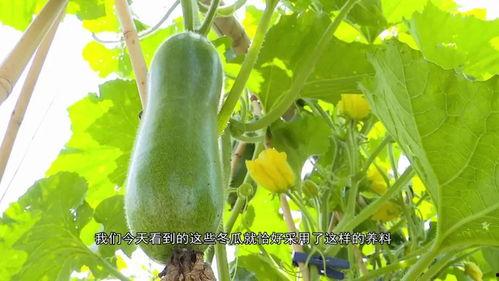 吃瓜反转的原因,吃瓜群众为何反转？揭秘背后真相