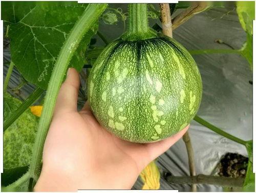 河南吊瓜 怎么吃,解锁美味新体验