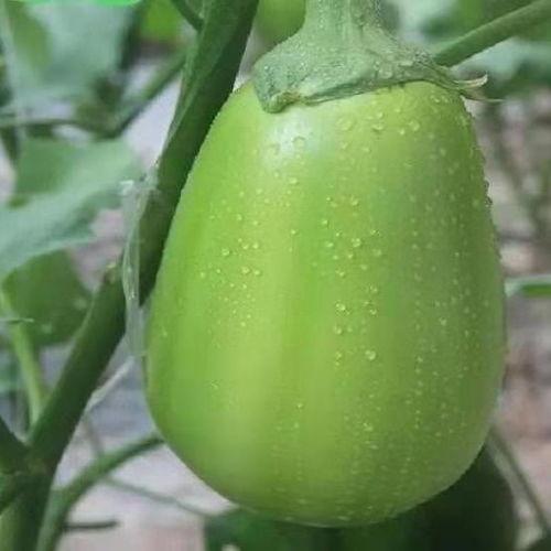 河南吊瓜 怎么吃,解锁美味新体验